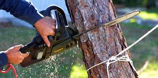 Best Tree Risk Assessment  in Denair, CA